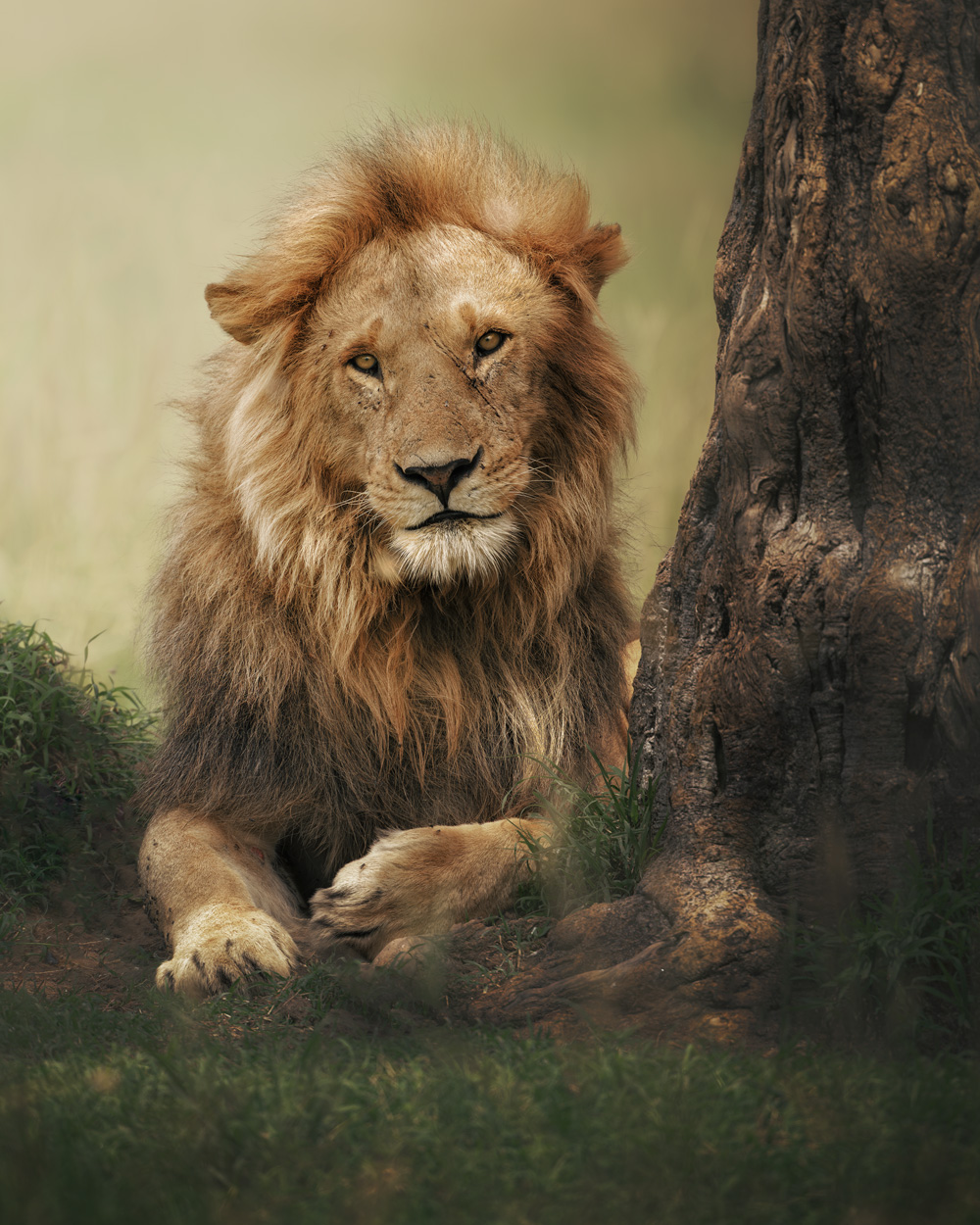 Wild Faces wildlife portrait portfolio by Khaldoon Aldway